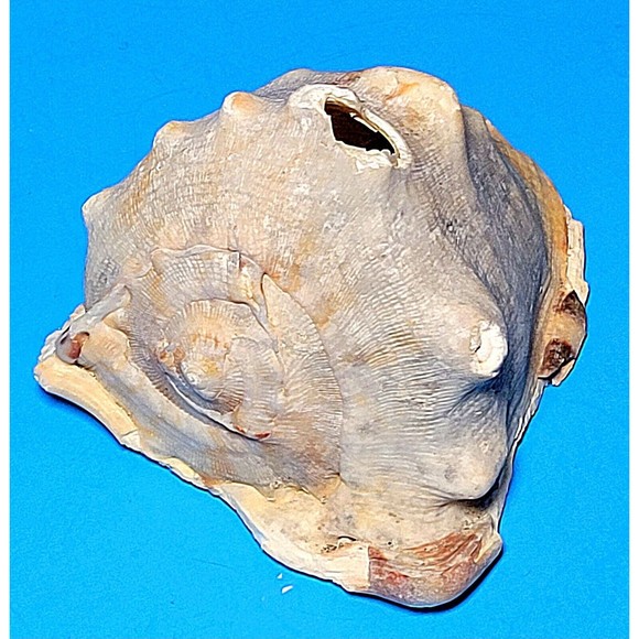 Queen Helmet Seashell Horned Gulf Conch Elaborate Opening 5.6" X 5" VGC! #D - Picture 7 of 13